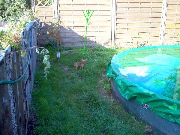 k-Chi -) 006.Garten.JPG (187.62 KiB) 6488 mal betrachtet k-Chi -) 006.Garten.JPG