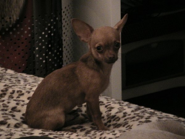 Merlin Cam 006.jpg (342.86 KiB) 6630 mal betrachtet Merlin Cam 006.jpg