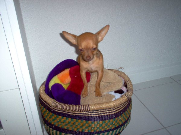 Merlin-in-der-Küche-004.jpg (188.37 KiB) 6714 mal betrachtet Merlin-in-der-Küche-004.jpg